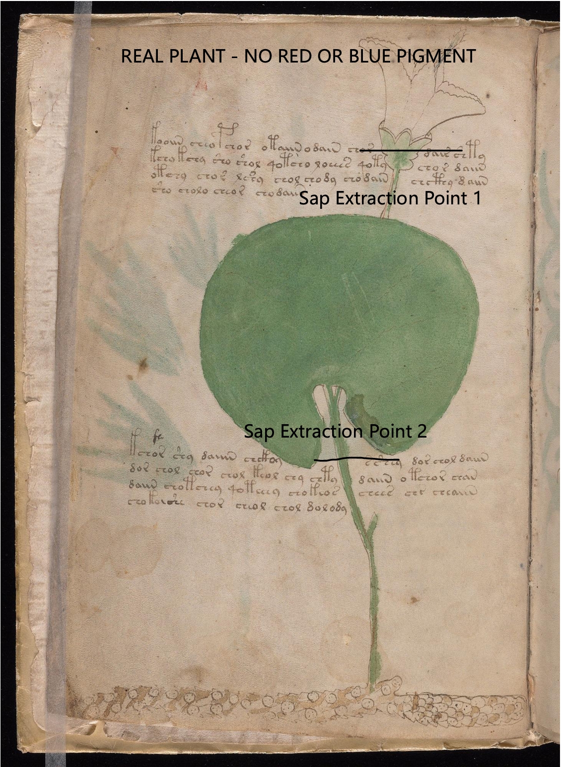 Labelled diagram of Folio 2v Caper